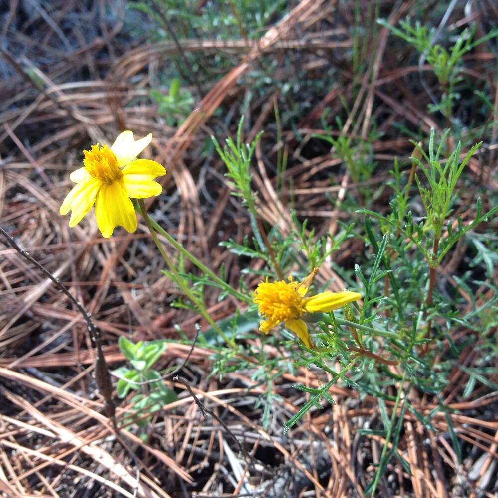 Tagetes linifolia Seaton resmi