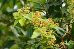 Image of Cissus microcarpa M. Vahl