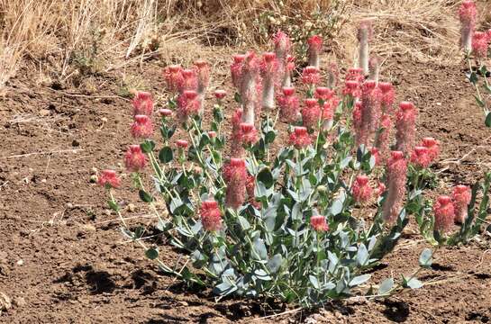 Image of Pimelea decora Domin