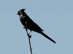 Image of Phainopepla Baird & SF 1858