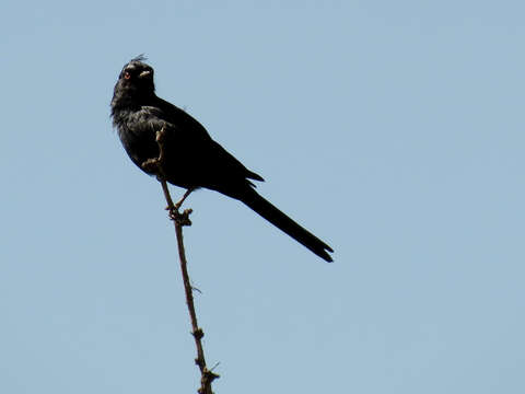 Image of Phainopepla Baird & SF 1858