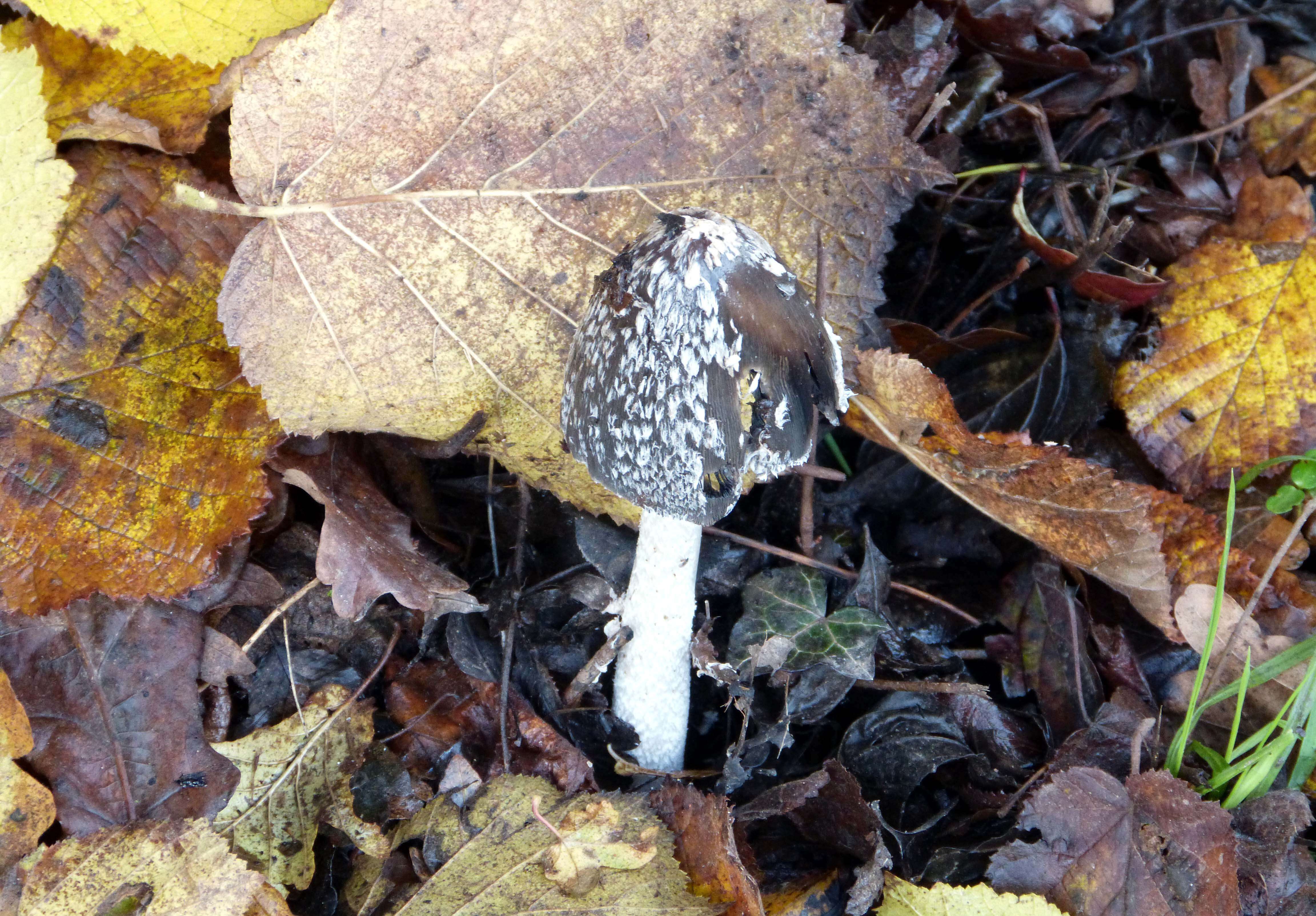 Imagem de Coprinopsis picacea (Bull.) Redhead, Vilgalys & Moncalvo 2001