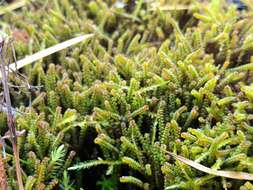 Image of paludella moss