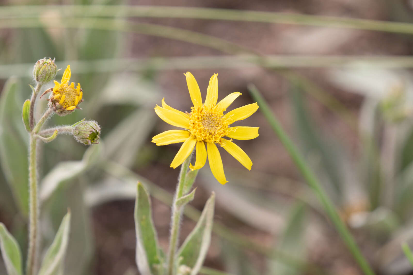 Arnica chamissonis Less. resmi