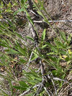 Image of foothill arnica