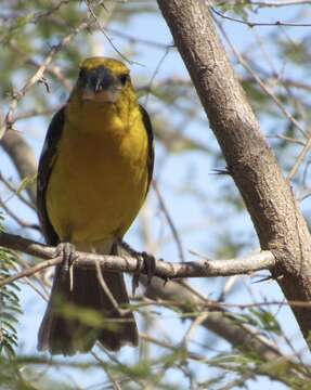 Image of Mexican Yellow Grosbeak