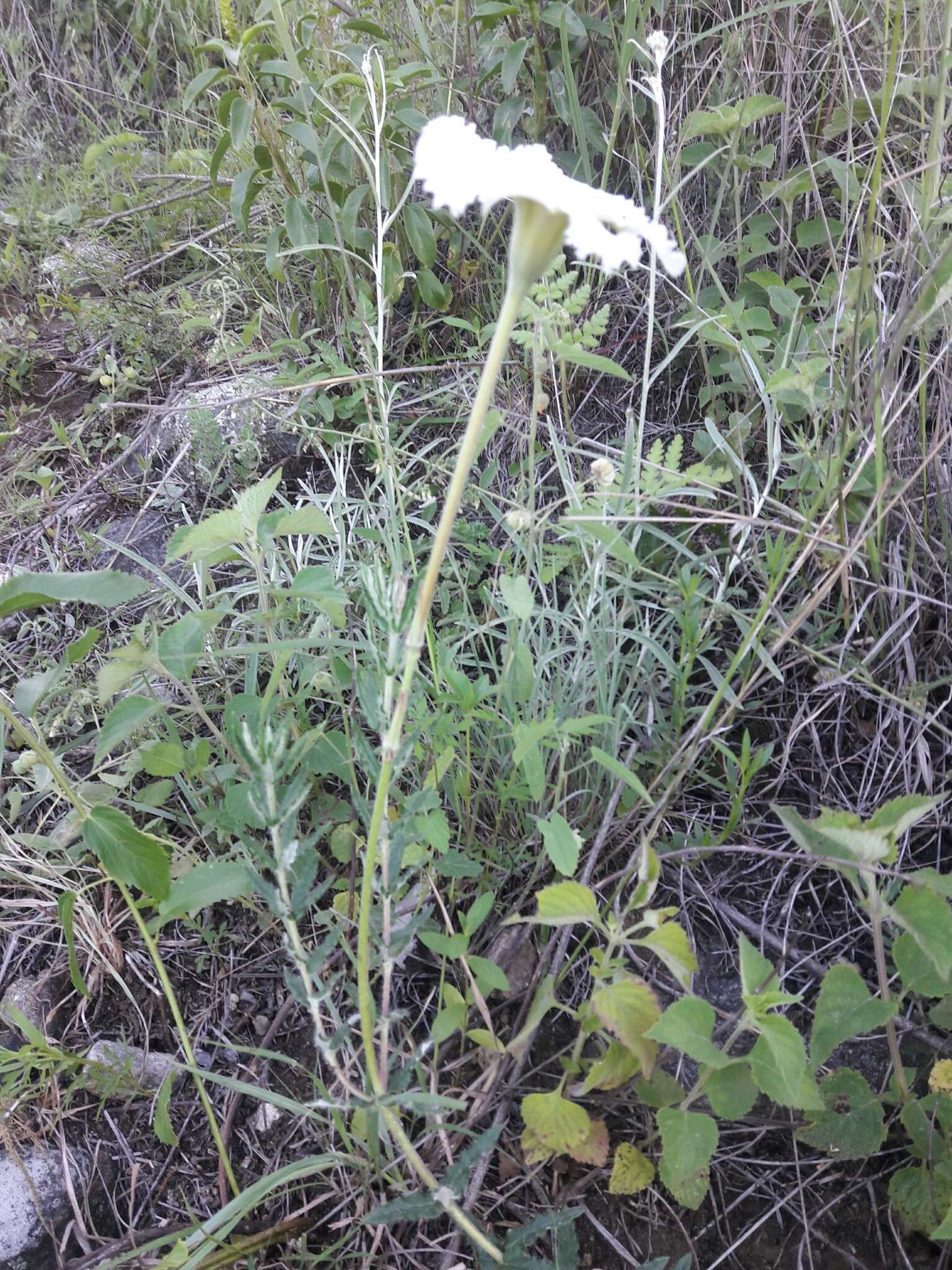 Image of Mandevilla petraea (A. St.-Hil.) Pichon