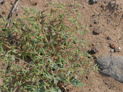 Image of Tetraena simplex (L.) Beier & Thulin