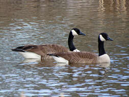 Image of Hawaiian goose