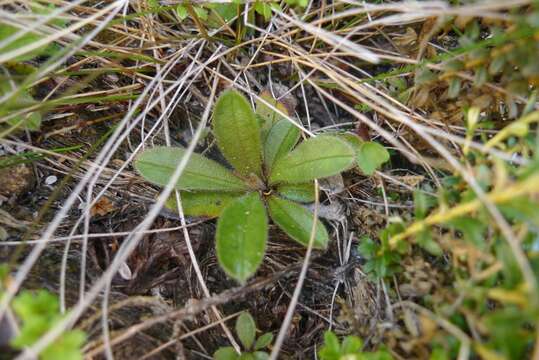 Image of Myosotis laeta Cheesem.