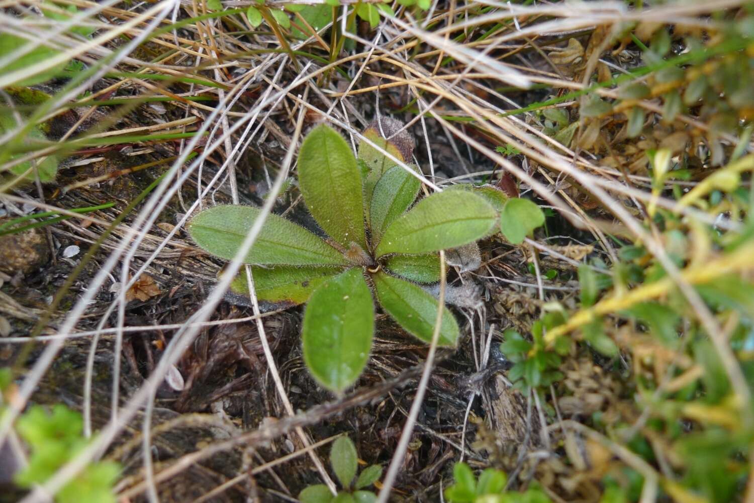 Imagem de Myosotis laeta Cheesem.