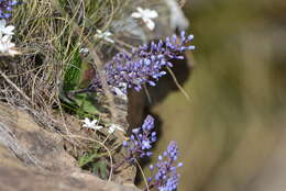 Image of Merwilla dracomontana (Hilliard & B. L. Burtt) Speta