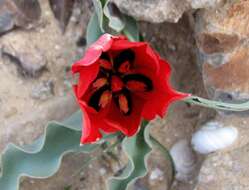 Image of Tulipa systola Stapf