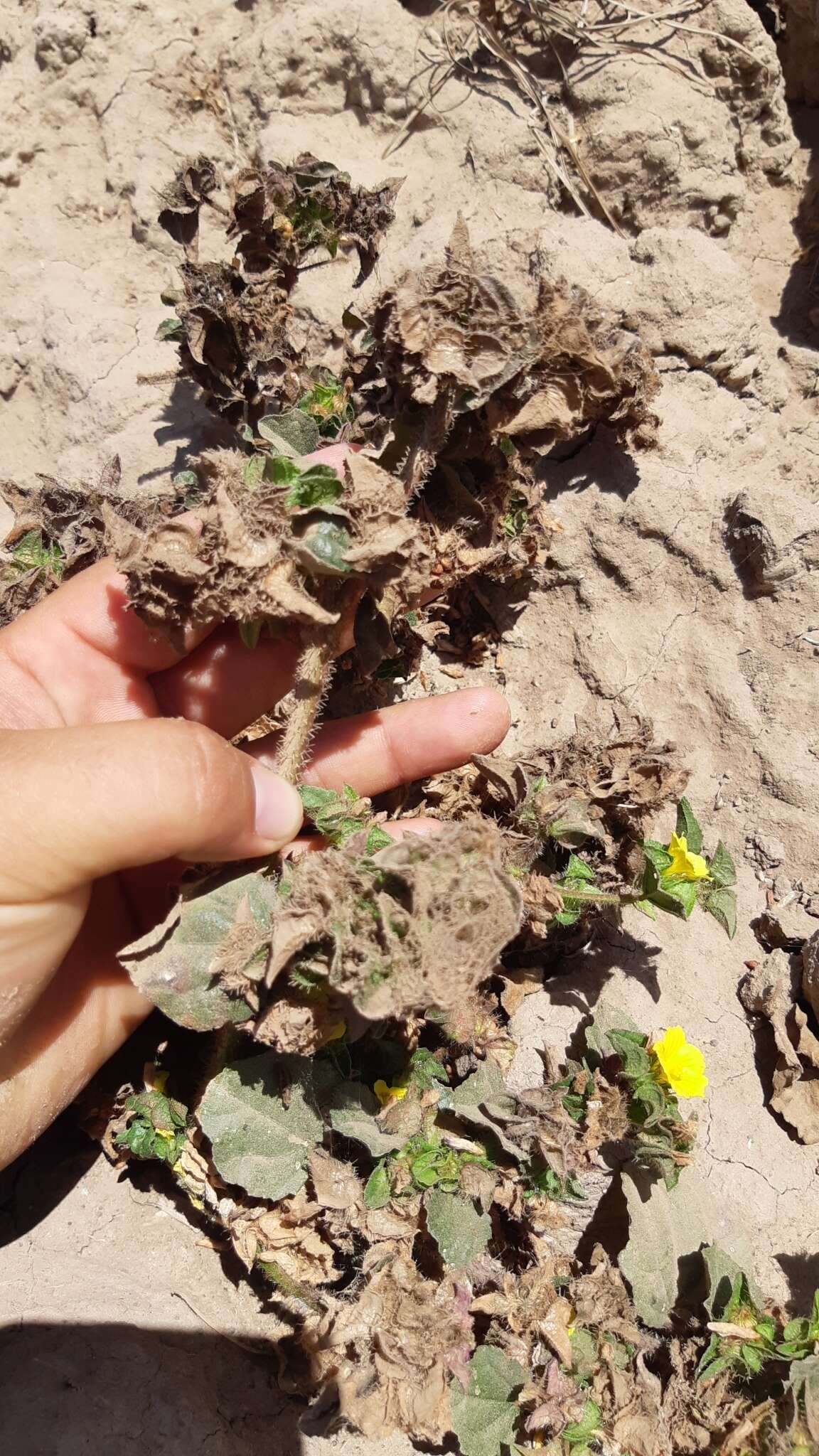 Image of wild okra