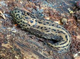 Image of garden slugs