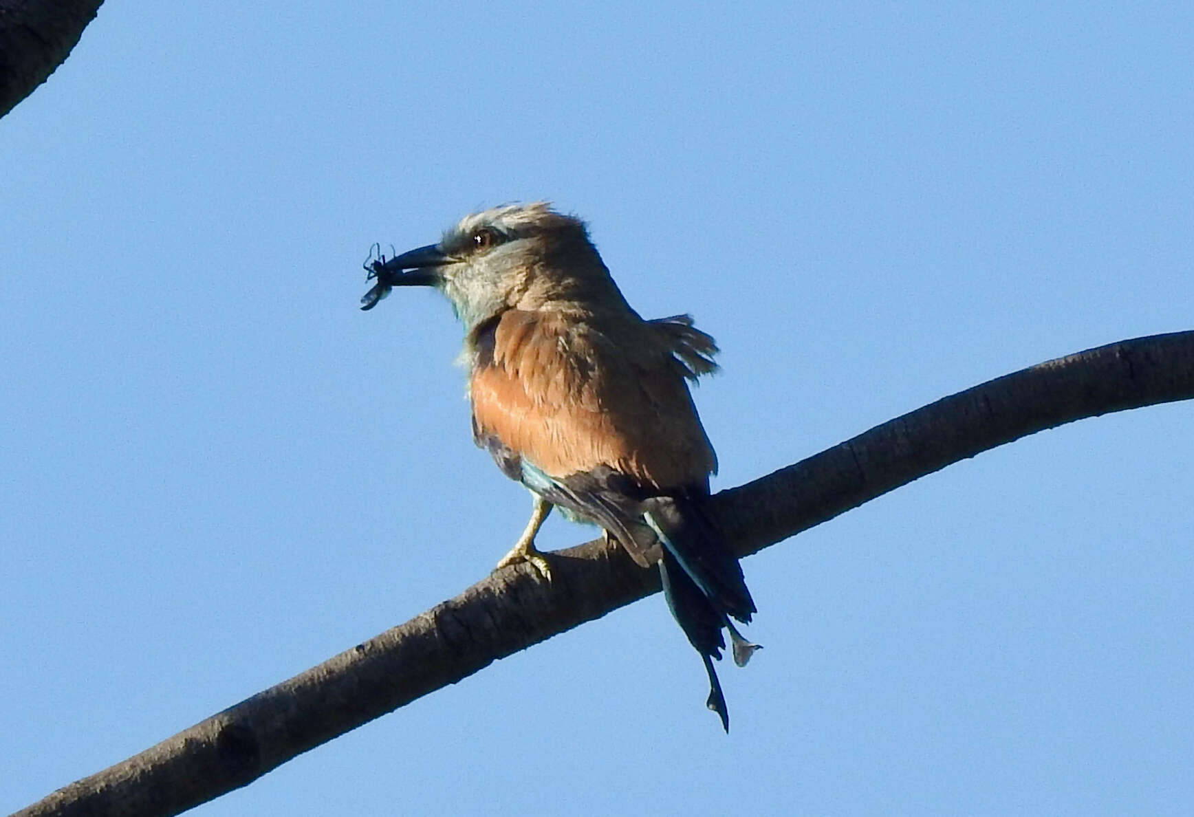 Image of Racket-tailed Roller