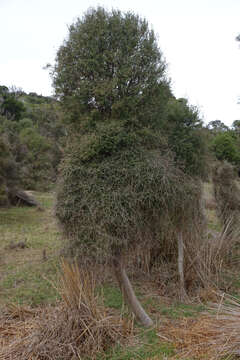 Imagem de Hoheria angustifolia Raoul