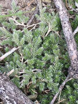 Image of Selaginella sellowii Hieron.