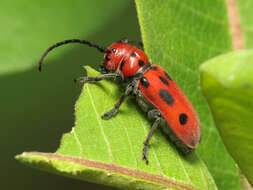 Image of Red Milkweed Beetle