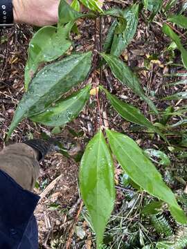 Rhodamnia sessiliflora Benth. resmi