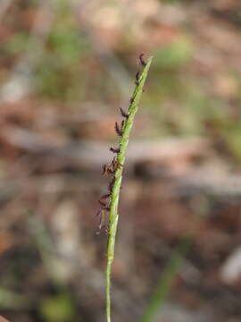 Plancia ëd Eremochloa bimaculata Hack.