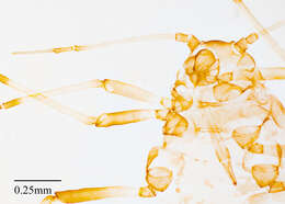 Image of Aphid