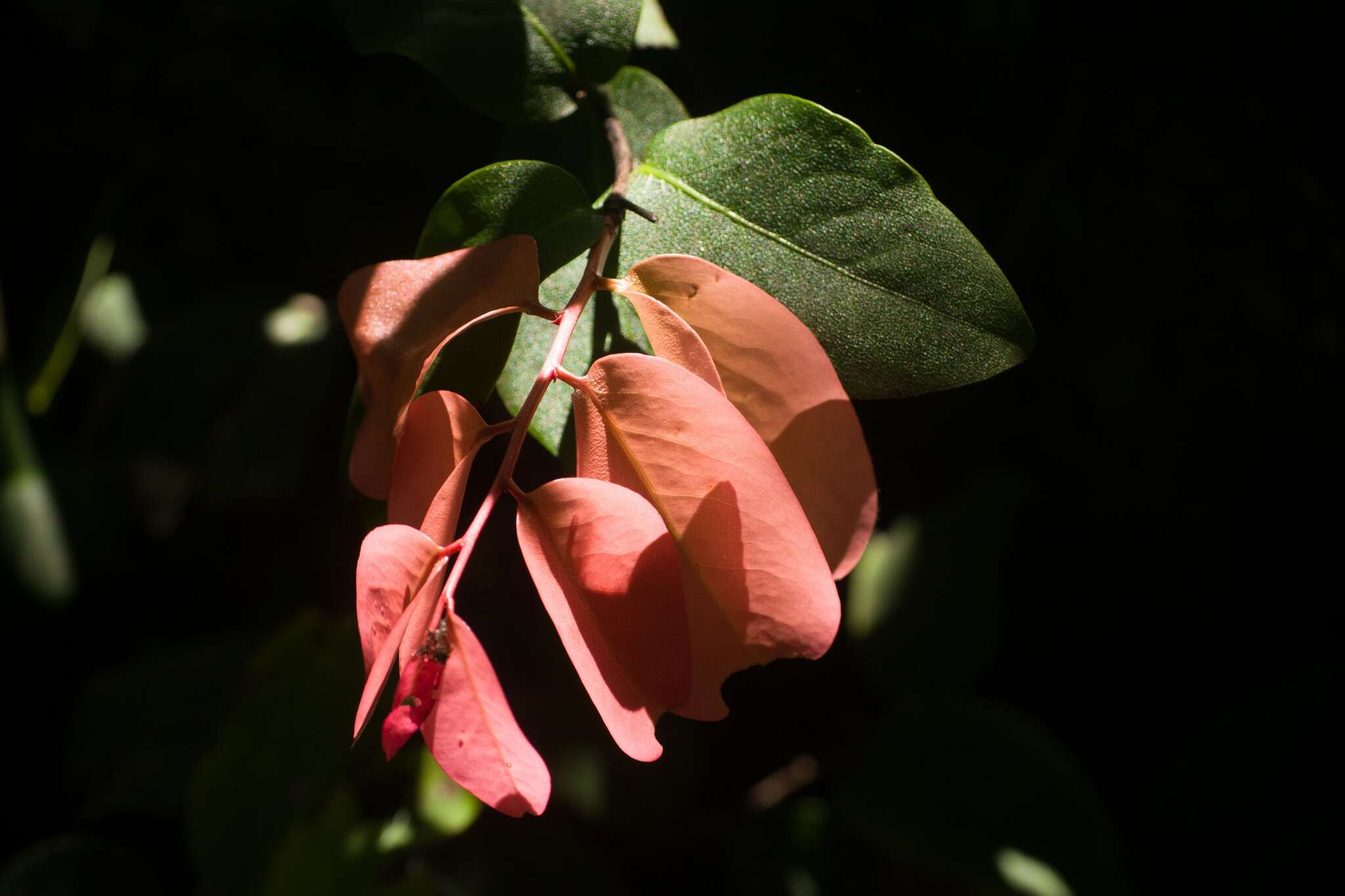 Image de Diospyros hillebrandii (Seem.) Fosberg