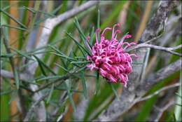 Imagem de Grevillea confertifolia F. Müll.