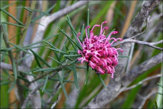 Image of Grevillea confertifolia F. Müll.