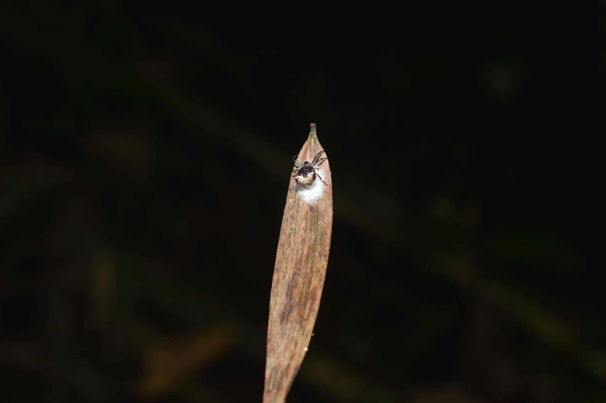 Image of Micrathena triangularis (C. L. Koch 1836)