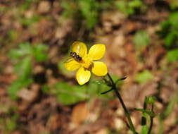 Image of Toxomerus occidentalis Curran 1922