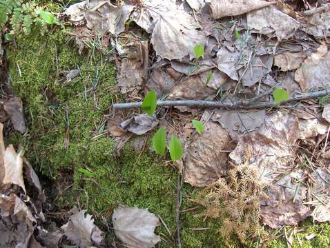 Image of bigtooth aspen