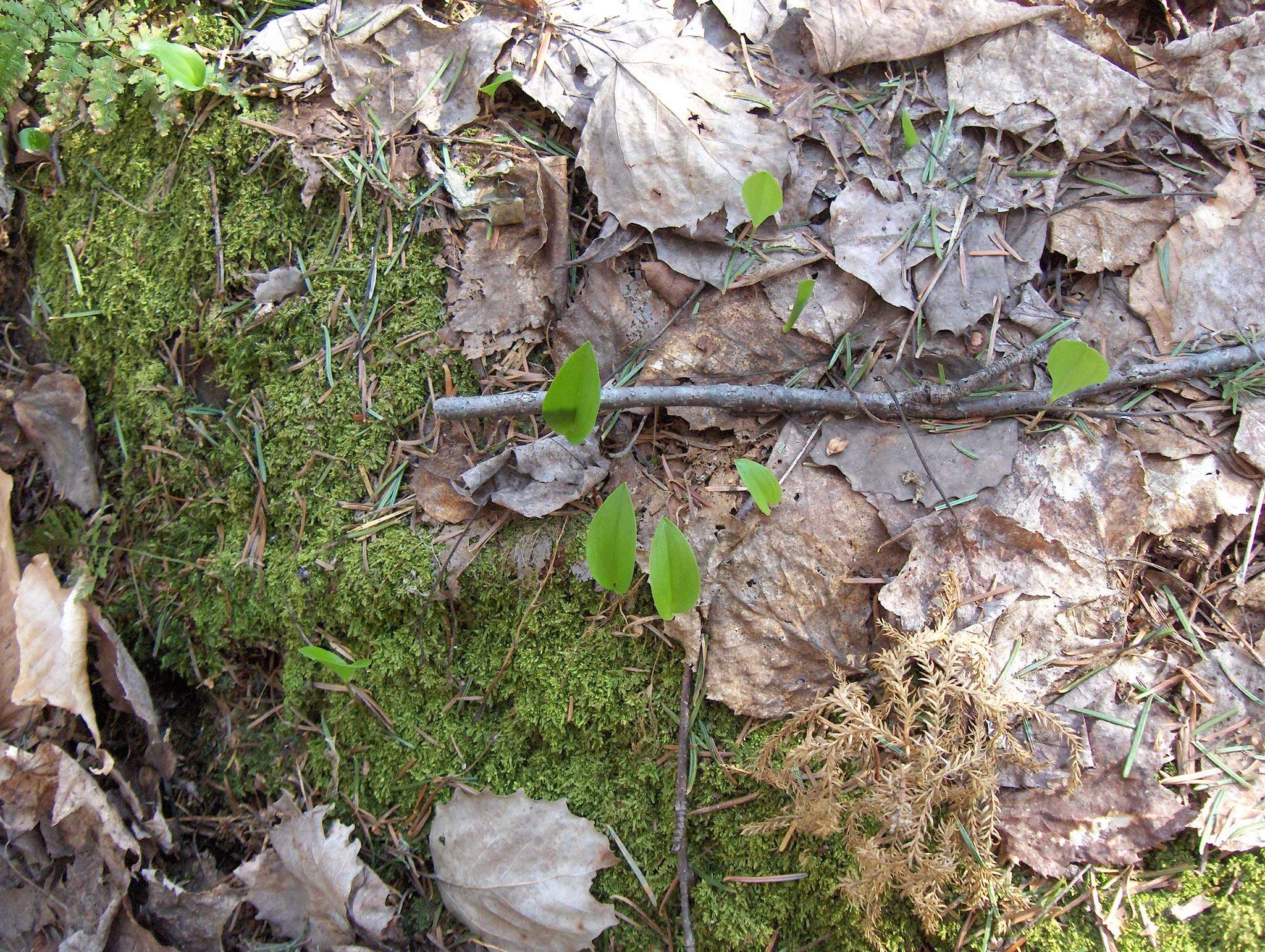 Image of bigtooth aspen