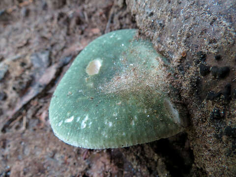 Image of Russula virescens (Schaeff.) Fr. 1836