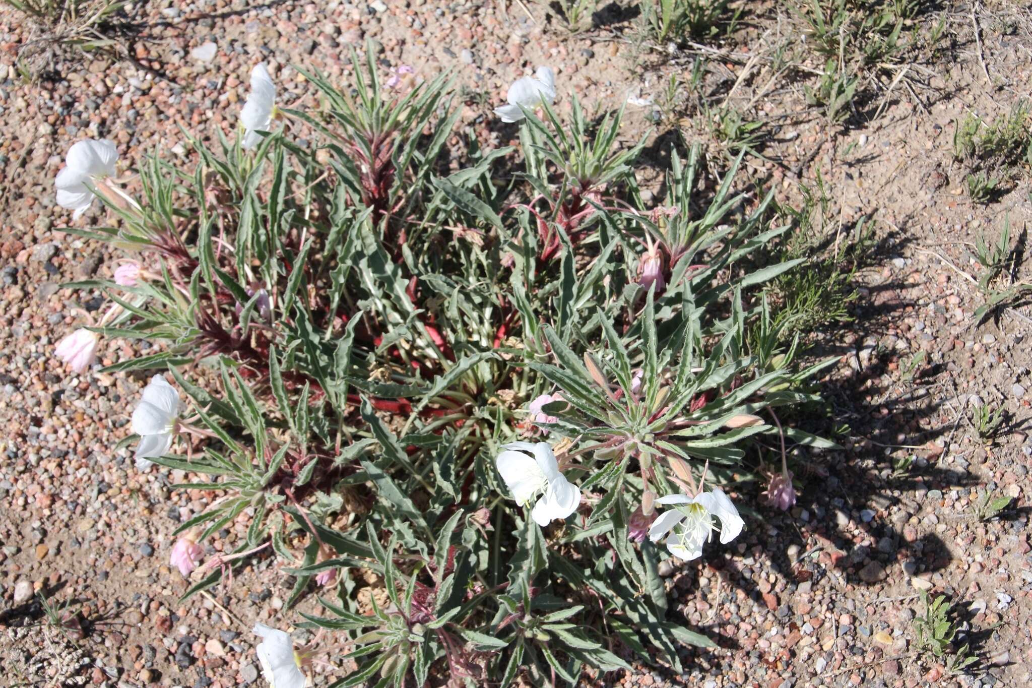 Plancia ëd Oenothera harringtonii W. L. Wagner, R. Stockhouse & W. M. Klein