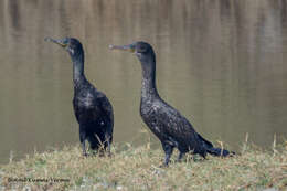 Image of Indian Cormorant