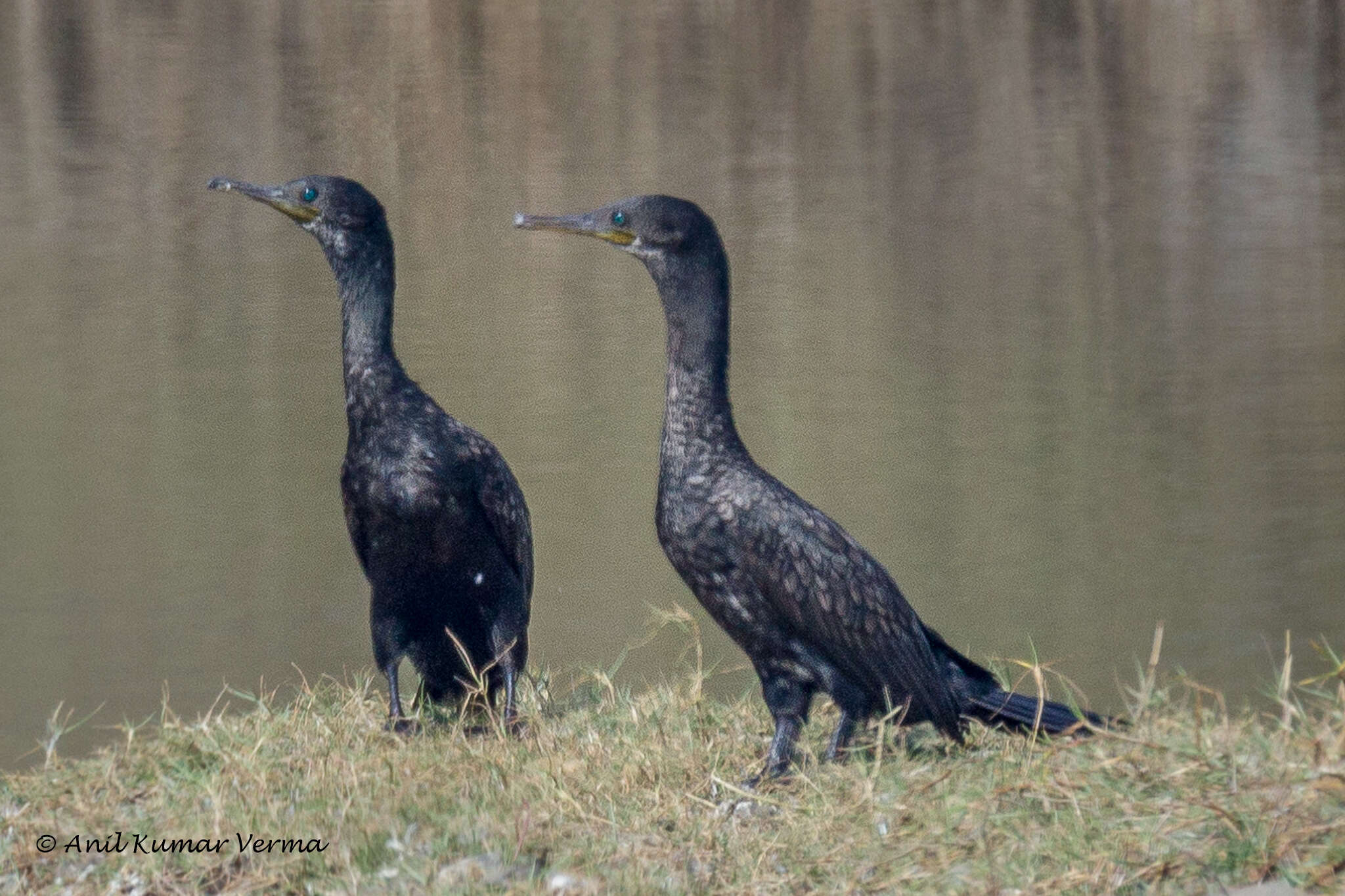 Image of Indian Cormorant