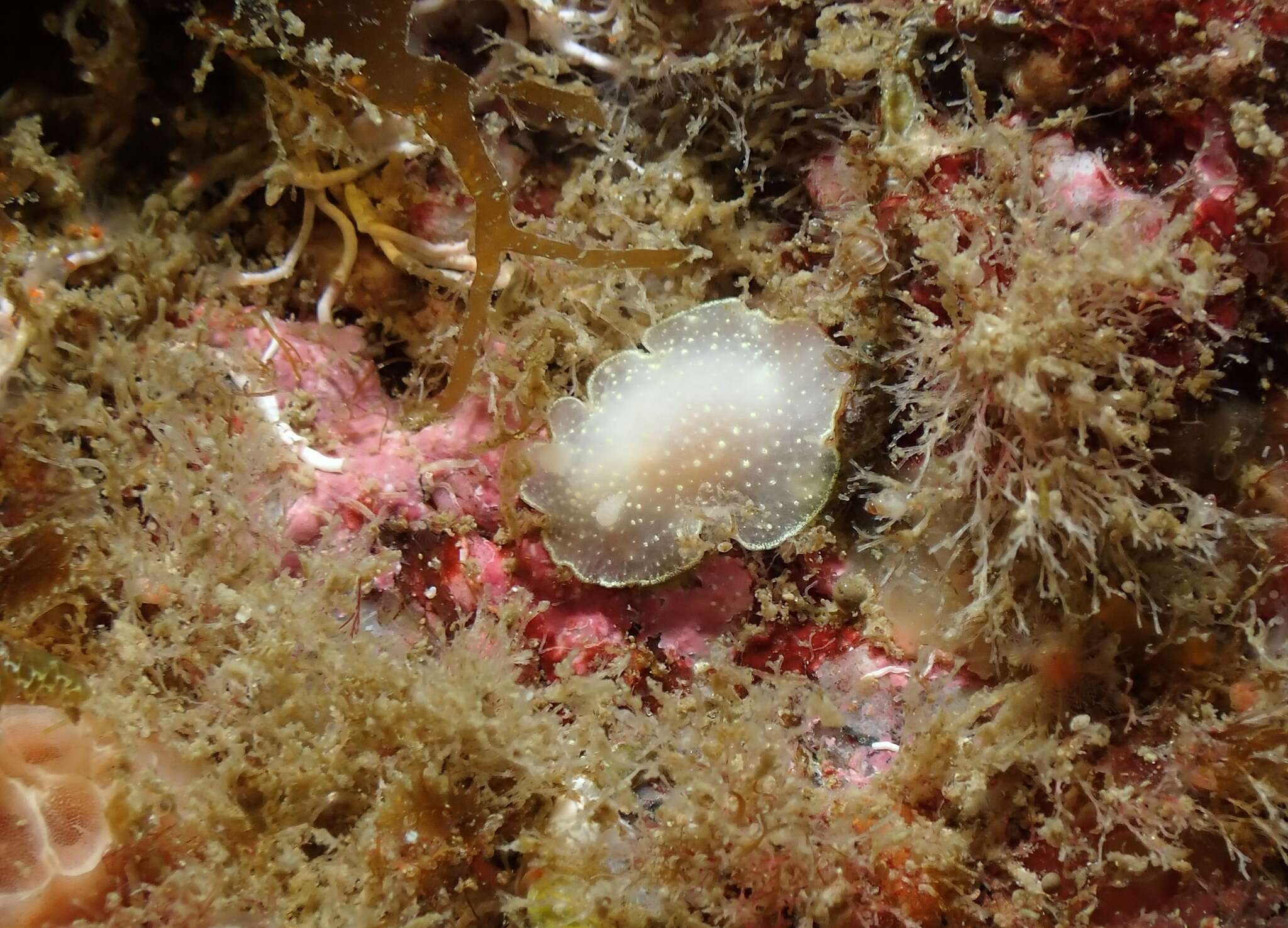 Image of white Atlantic cadlina