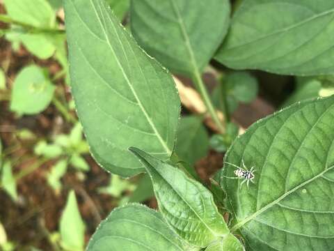 صورة Phintella piatensis Barrion & Litsinger 1995