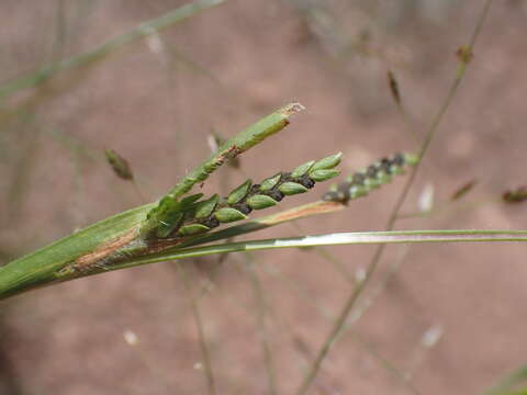 Image of pitscale grass