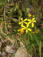 Plancia ëd Senecio morrisonensis var. dentatus Kitam.