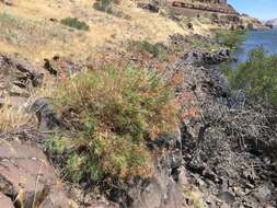 Image of Slickrock biscuitroot