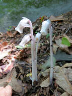 Image of Indian Pipe