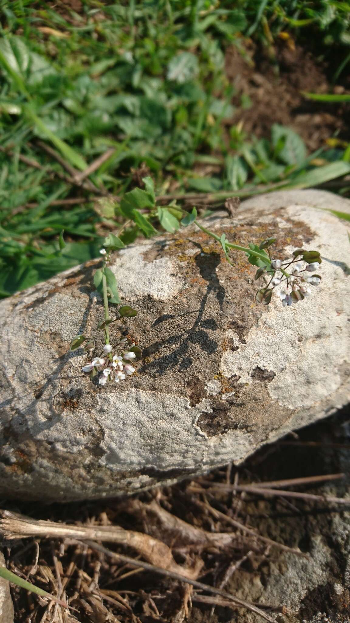 Image of <i>Noccaea perfoliata</i>