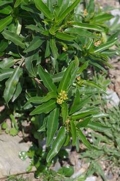 Image of Jatropha capensis (L. fil.) Sond.