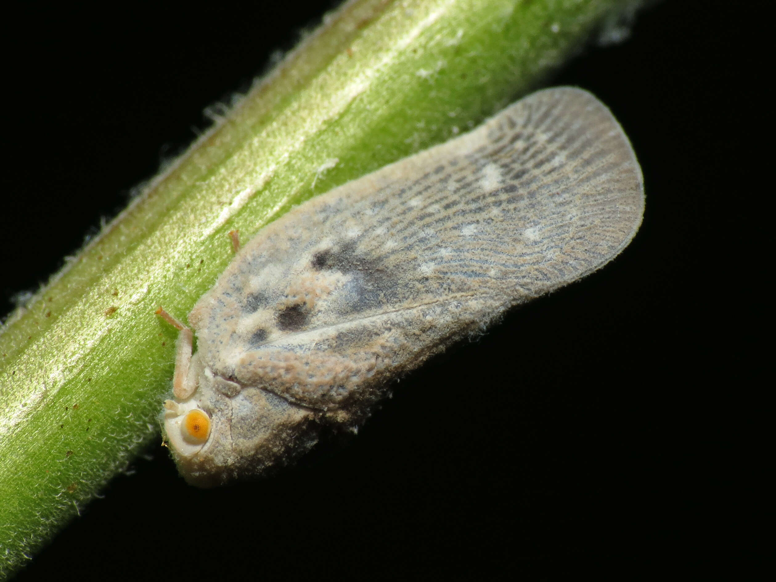 Image of Citrus Flatid Planthopper