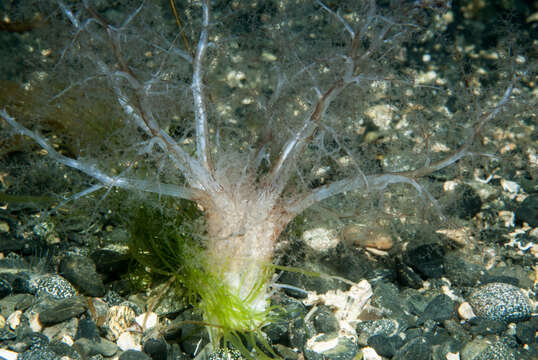 Image of gravel sea cucumber