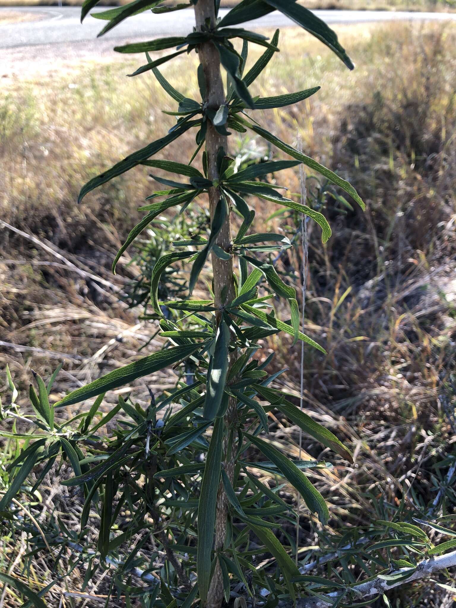 Plancia ëd Dolichandrone alternifolia (R. Br.) Seem.