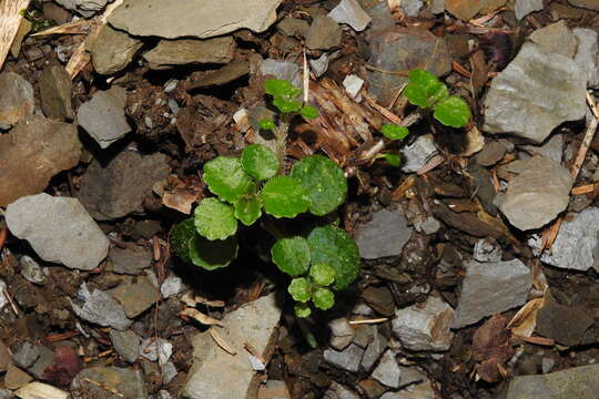 Plancia ëd Chrysosplenium lanuginosum Hook. fil. & Thoms.