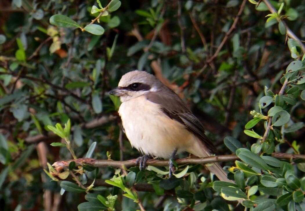 Image of Brown Shrike